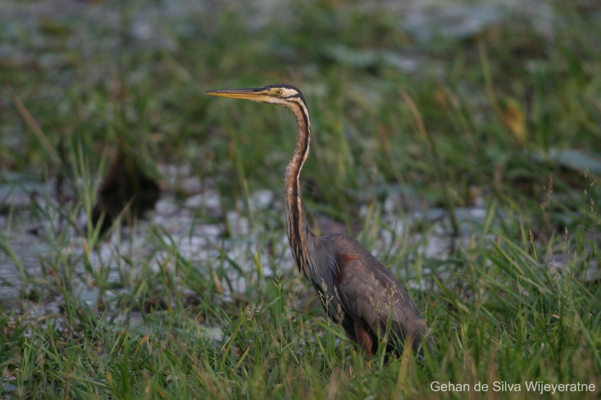 Ardea purpurea  Linnaeus, 1766